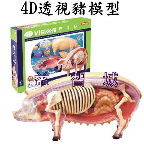 益智城《4D豬模型/動物模型/教學模型/生物教具玩具/DIY模型/科學教具玩具/4D Master》4D透視豬模型