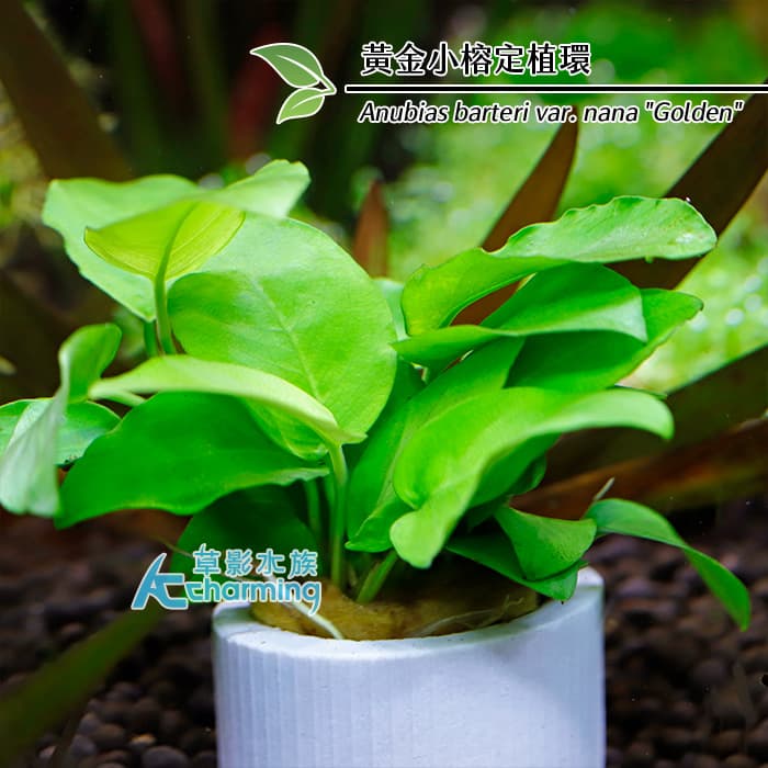 【AC草影】黃金小榕定植環【一顆】黃金小榕 陰性水草 造景 魚缸裝飾