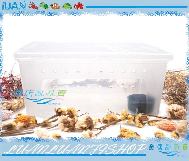 【魚店亂亂賣】LUANFISHOP兩棲爬蟲塑膠飼養盒.繁殖飼育箱(中號)26x18x11cm爬蟲箱/守宮箱(贈水盆)
