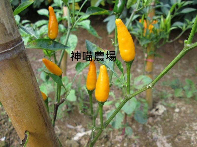 神喵農場 黃色朝天椒辣椒(種子)40顆35元