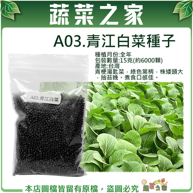 【蔬菜之家滿額免運】A03.青江白菜種子15克(約6000顆)(青梗湯匙菜，綠色葉柄，株矮頭大)