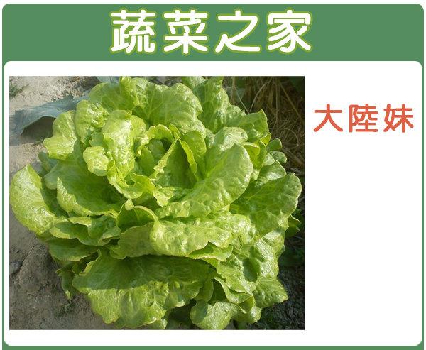【蔬菜之家滿額免運】A19.大陸妹種子3克(約2500顆)(日本進口大陸A菜，葉色淡綠，半結球狀，質脆、甜  )