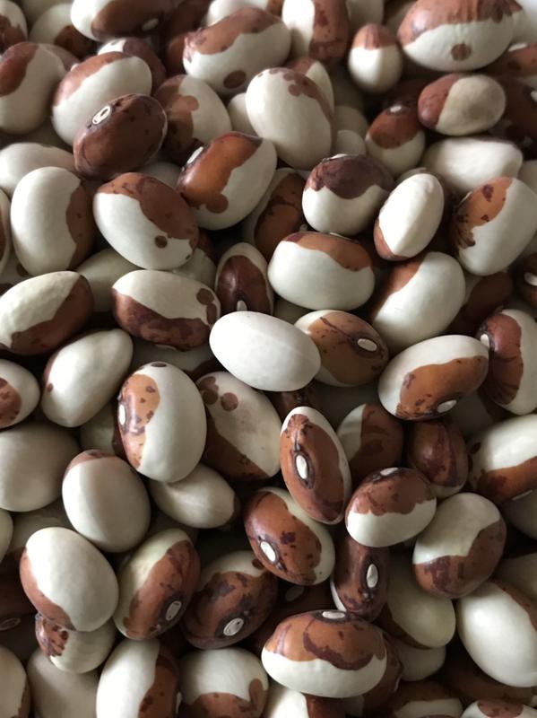 S-036 虎豆種子50顆30元，別名:福豆、虎斑豆、花圓豆、珍珠豆
