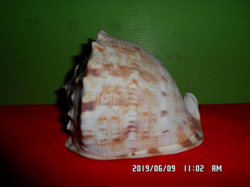 貝殼標本