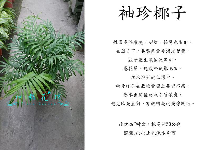 心栽花坊-袖珍椰子/7吋盆/綠化植物/室內植物/觀葉植物/售價250特價200