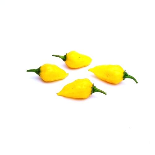 觀賞辣椒-稀有檸檬辣椒種子，果長約3cm，漂亮檸檬黃