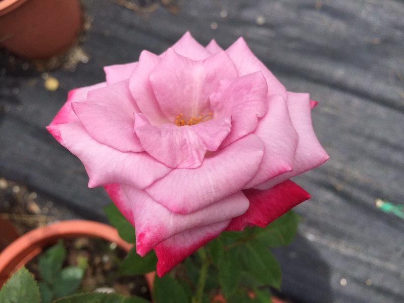 天堂-紫玫瑰，悠遊山城(創始店)5-6吋盆玫瑰~特價100