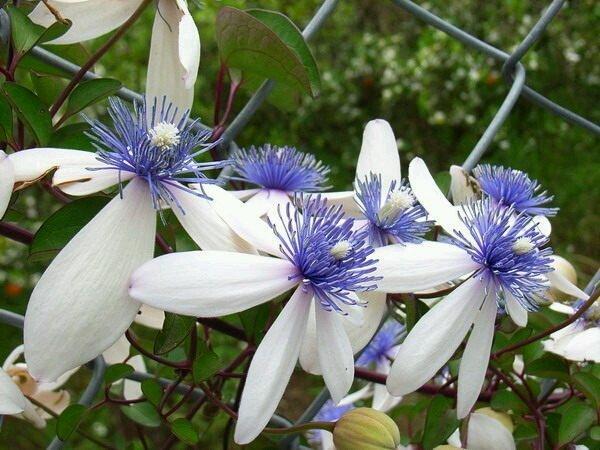 慕花坊植物園  屏東鐵線蓮  開花時非常壯觀美麗