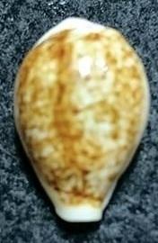 seashell 陳氏寶螺 貝殼標本