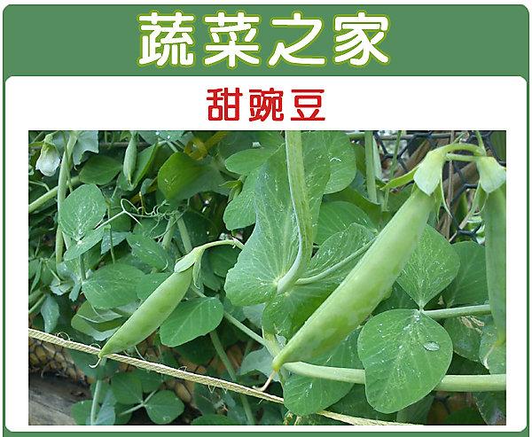 【蔬菜之家滿額免運】E03.甜碗豆種子20克(約85顆)(嫩豆.豆莢翠甜)