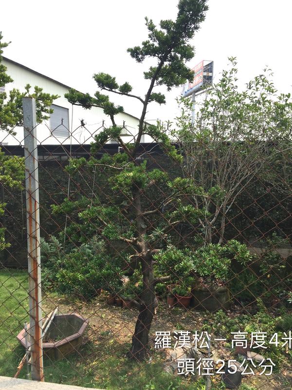【盛宏園藝】蘭嶼羅漢松︱彎曲造型羅漢松AA02(母果)︱高度350公分以上(請自取)