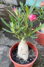 5吋盆 沙漠玫瑰 重瓣品種 (AM59-0 千禧之星) 塊根植物 多肉植物 綠化植物 室內植物