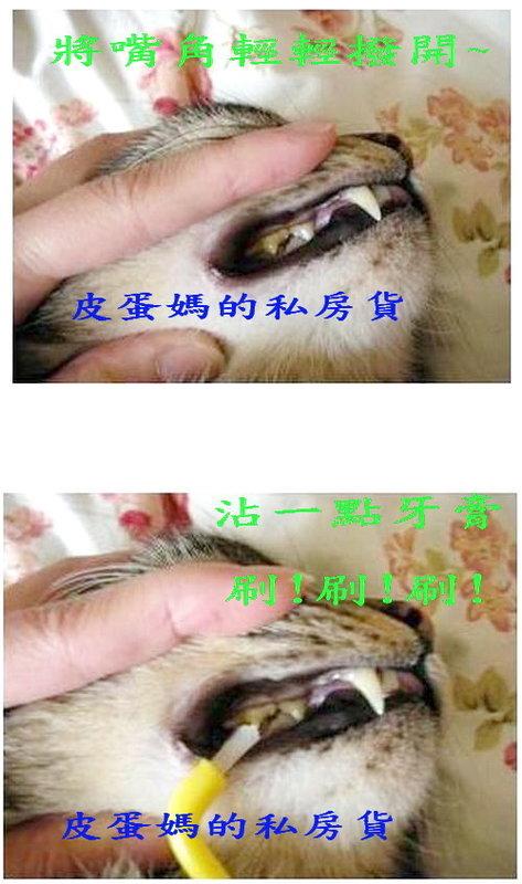 【皮蛋媽的私房貨】CLE0002 小型犬貓刷牙必備!! 寵物牙刷-狗牙刷/貓牙刷/ 潔牙/ 刷牙套/牙齒清潔