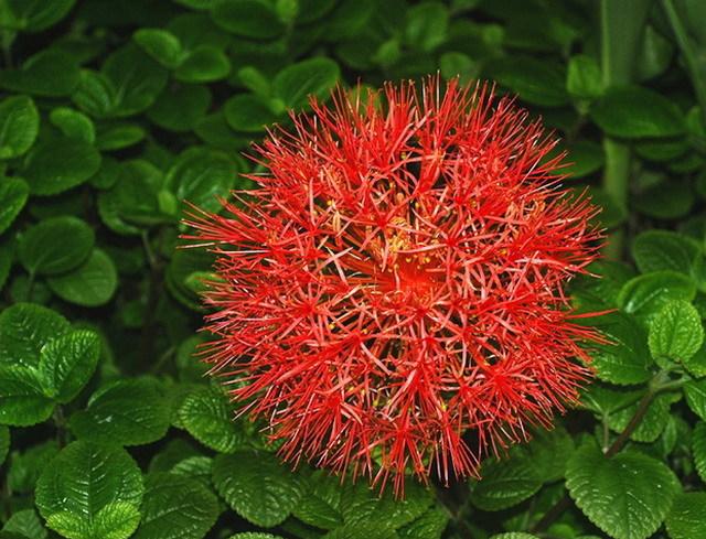 火球花 (又名血百合、紅繡球花、球根植物)，六吋盆植(帶土不剪根)，特價150