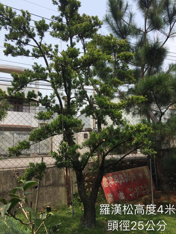 【盛宏園藝】蘭嶼羅漢松︱彎曲造型羅漢松AA03(母果)︱高度350公分以上(請自取)