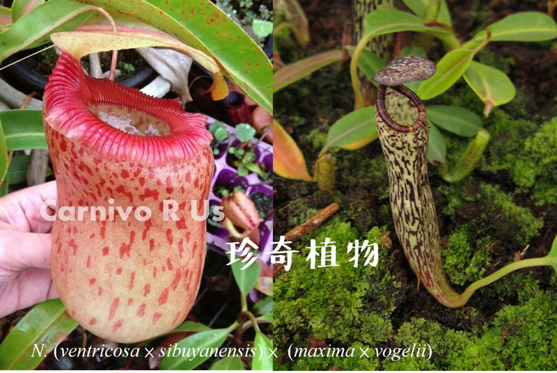 「 珍奇植物 」食蟲植物 豬籠草  ventricosa x sib x max x vogelii