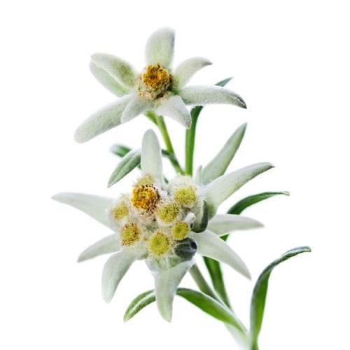 小白花種子~Edelweiss，著名瑞士國花