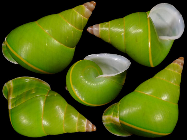 [ Shellbay ] ~  蝸牛 Papuina pulcherrima (39.2 mm) ~