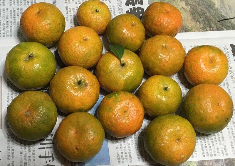 家坤種子專賣店：台灣砂糖橘種子。珍珠柑種子