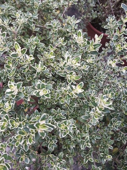 花花世界-綠籬植物 ** 六月雪 ** 5吋盆/高20-30cm /盛開星狀的白色花朵/MA