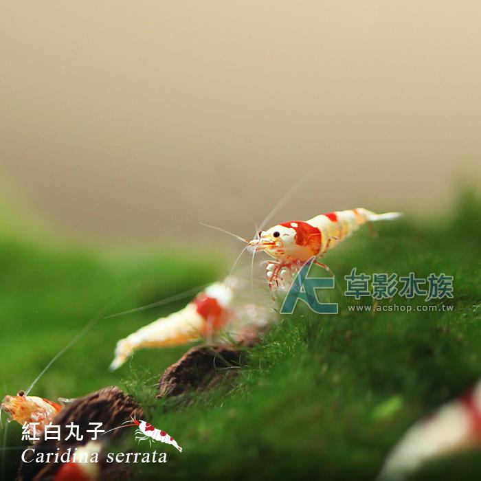 【AC草影】S級 紅白丸子水晶蝦  【十隻】 超越極火蝦、琉璃蝦