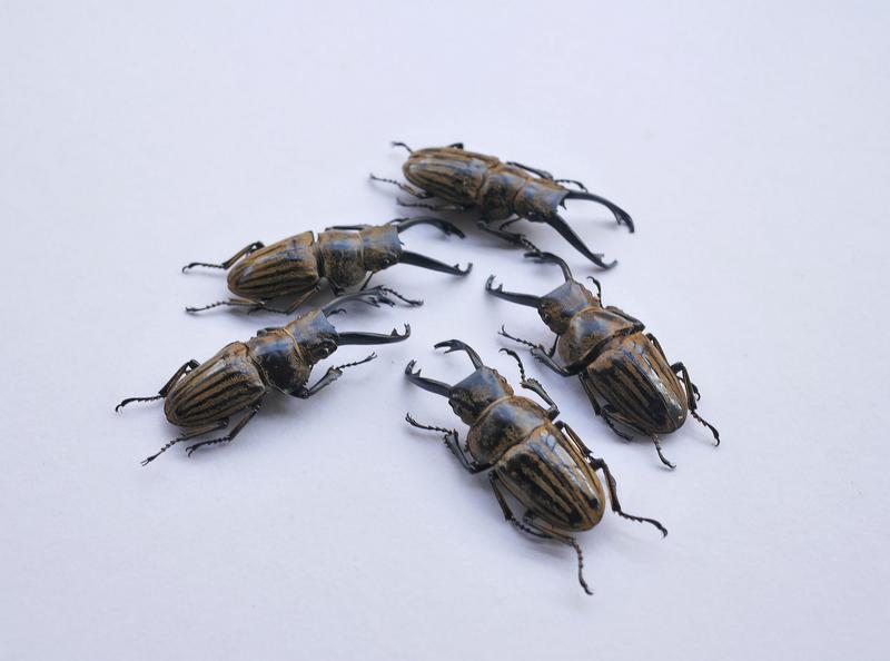 野生 細長牙麋鹿鬼豔(少流通) 單公標本1隻 (40-41mm) 鍬形蟲 甲蟲 兜蟲