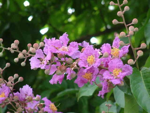 ╭＊田尾玫瑰園＊╯豔陽樹苗--大花紫薇--夏季開花.花紫色**可大量種植