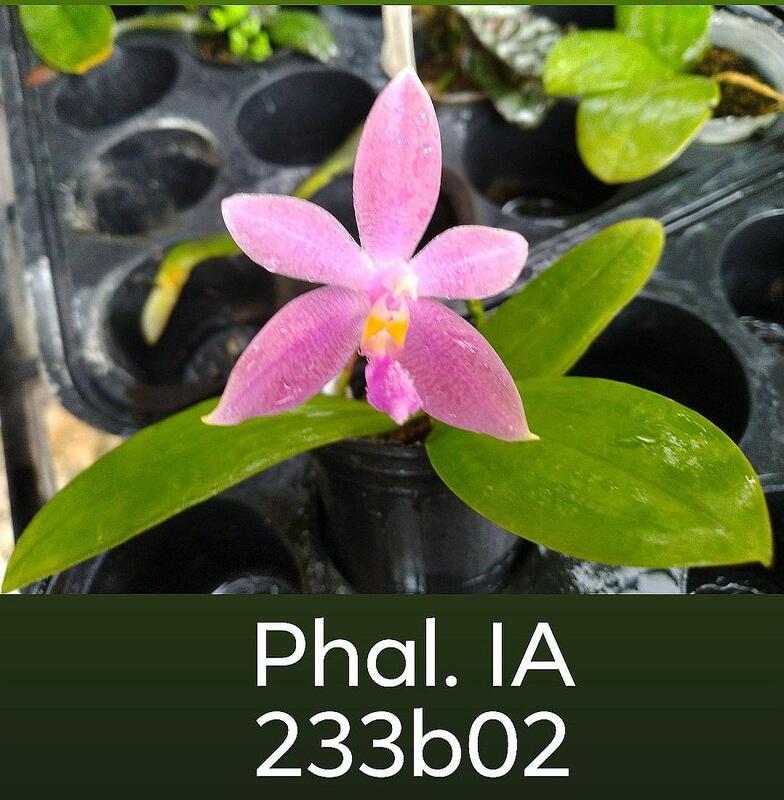 < 永安兰园 >兰花 瓶苗 Pha.mentawaiensis x tetraspis (编号FPha233b02)