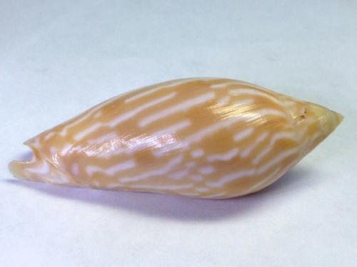 渦螺科Amoria lineola，46mm，昆士蘭產，附原貝ID