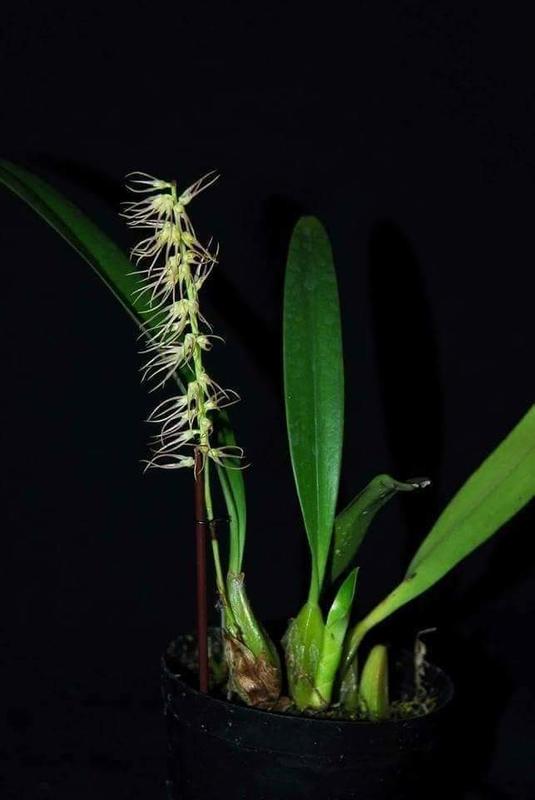 超級爆盆水果豆蘭
Bulbophyllum cocoinum