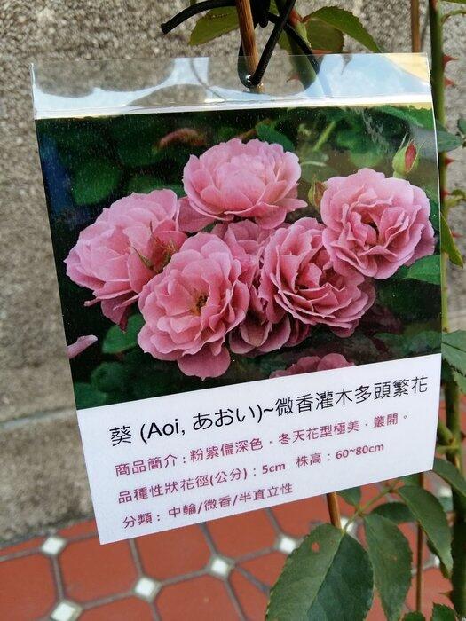 【玫瑰花苗】	【葵Aoi】玫瑰花粉紫偏深色，冬天花型極美，叢開。