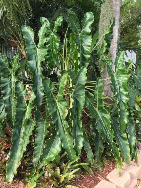 「 珍奇植物 」philodendron spiritus sancti 雨林植物 蔓綠絨 大型種 聖靈成株