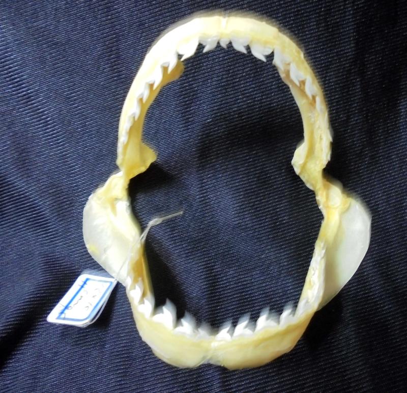 [虎鯊嘴牙]11公分小虎鯊嘴牙.專家製作雪白無魚腥味!..是標本也是教導小孩海邊戲水避險好教材! #5