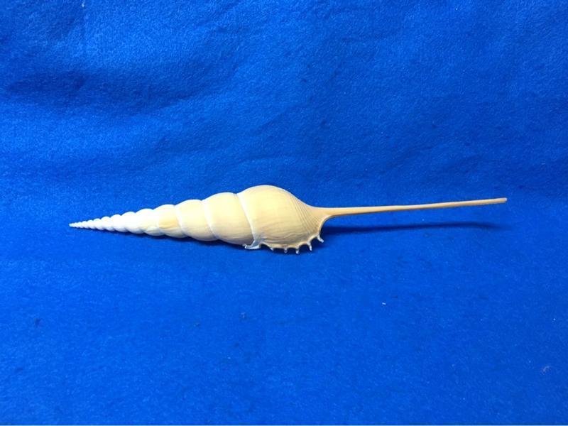【鑫寶貝】貝殼DIY  長鼻螺   21.3公分  單顆150元  no13（有點小斷前，能接受的再下單）貝殼收藏 
