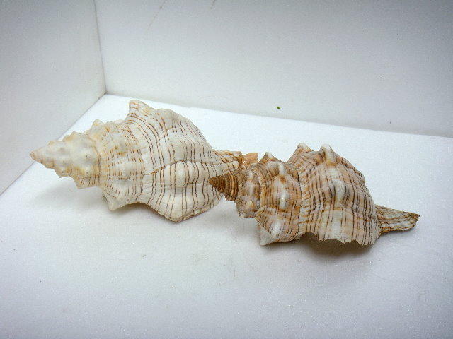 大貝殼 香螺 2個