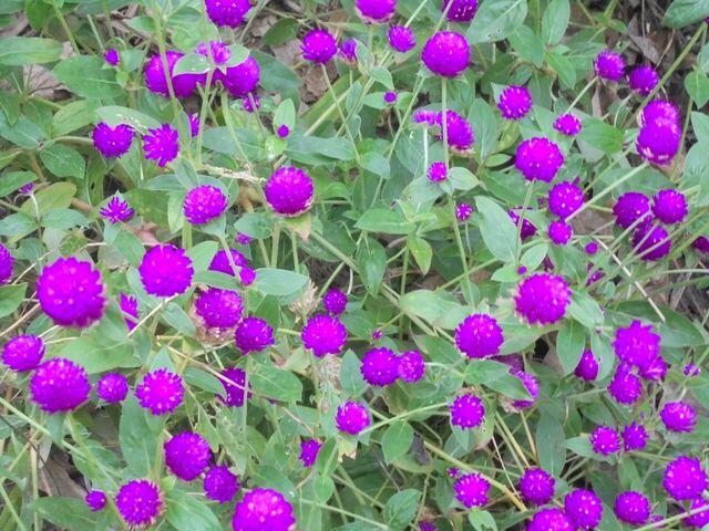 圓仔花(千日紅)--花朵6個30元..紫色