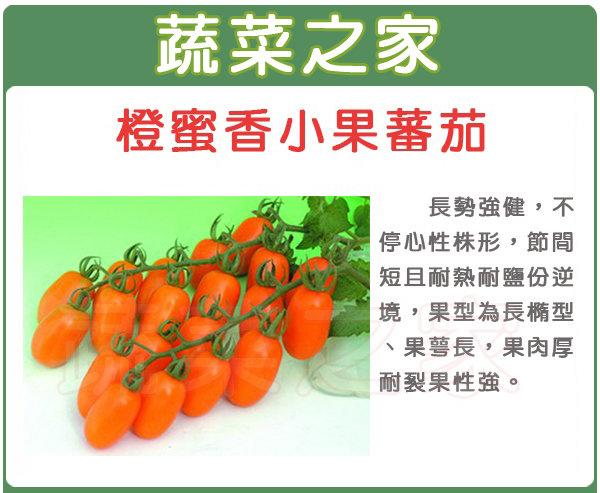 【蔬菜之家滿額免運】G73.橙蜜香小番茄種子2顆(長勢強健.不停心.櫛間短且耐熱.果型為長橢型.果萼長.果肉厚)