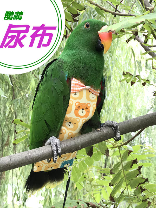 LOVEBIRD->鸚鵡方型尿布/反覆使用、可清洗、可連接外出繩 、不再亂便便在環境與主人身上/適合凱克、月輪等中型鸚鵡