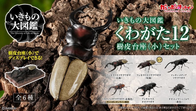 (酷比樂)預購26年5月 萬代 代理版 生物大圖鑑 鍬形蟲12 附樹皮台座(小) 袋裝 6入 | 露天市集 | 全台最大的網路購物市集