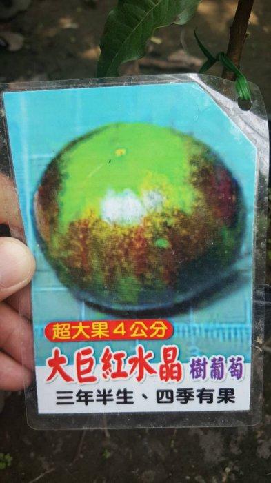╭＊田尾玫瑰園＊╯新品種水果苗-(大巨紅水晶嘉寶果)40cm800元