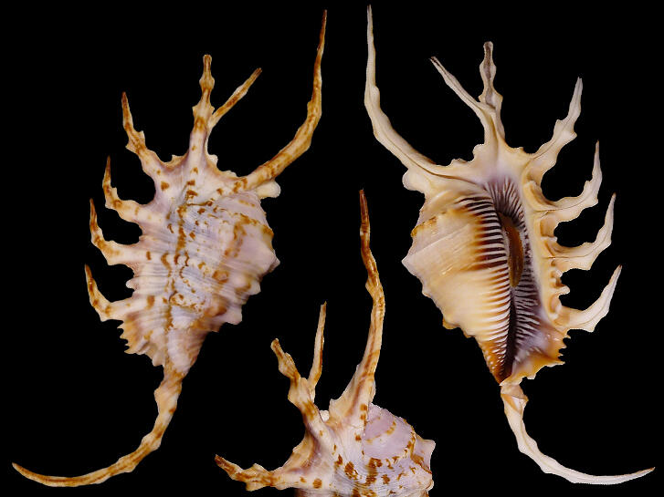 [ Shellbay ] ~ 蠍螺 Lambis scorpius (160 mm) ~