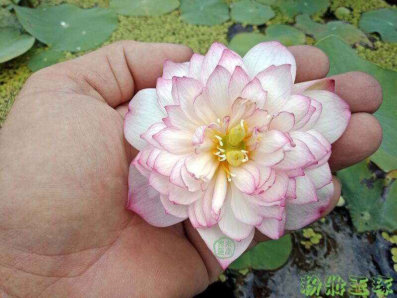 水世界 蓮花~ 極品 迷你型 重瓣 荷花 《粉妝玉琢》成熟種藕