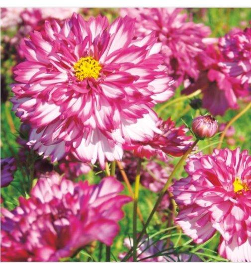 【花之鄉小舖】進口高級日本花卉種子--大波斯菊  重瓣-雙色蓬蓬紫紅