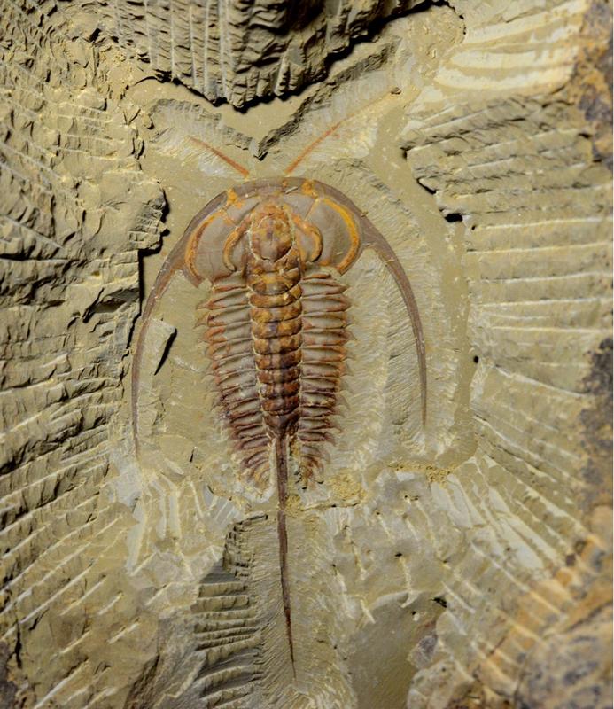 化石 澄江生物群 中間型古萊德利基三葉蟲