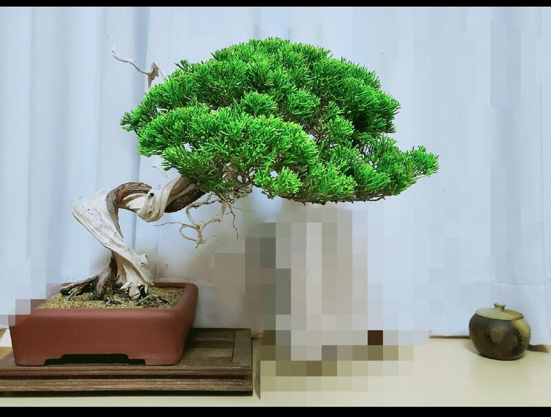 美栽盆景盆栽─樹名：台灣真柏中品| 露天市集| 全台最大的網路購物市集
