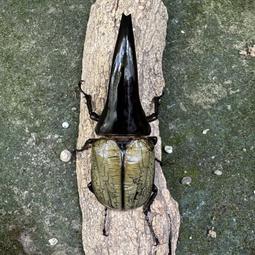 【甲蟲部落】長戟大兜蟲 DHH 幼蟲 (頂級粗短血 BULL...