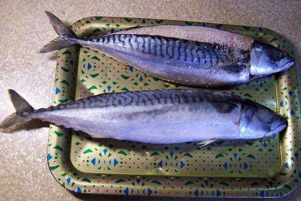~~@@急凍鮮@@~~海鮮大賣場  挪威鯖魚(每尾600克以上超大等級)