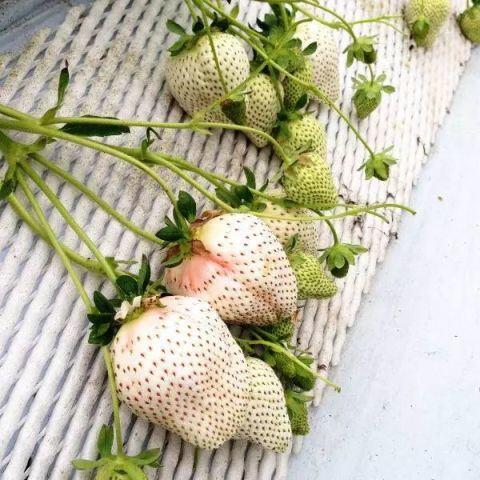 白草莓苗 天使之實草莓 日本引進白草莓 日本品種草莓