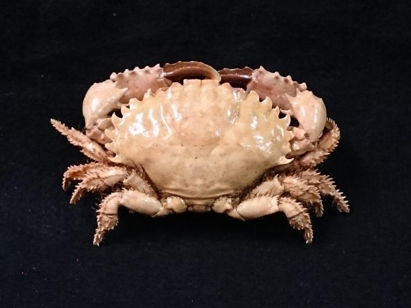 【鑫寶貝】貝殼DIY  有利滑面蟹   螃蟹標本  12~14公分    單隻200元  螃蟹類標本