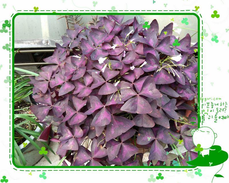 紫葉酢醬草 20210110